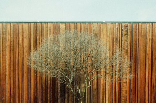 Tree and Fence