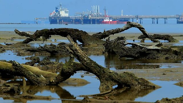 Dead tree trunks around the beach