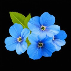 Fototapeta premium Tranquil CloseUp of Five Blue Flowers in Cluster on Black Background with Green Leaf