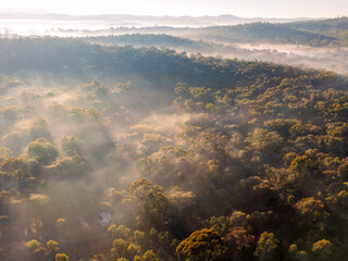 Sunlight rays through fog over the Australian bush