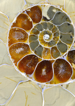 Anapuzosia ammonite closeup macro patterns coils crystallization
