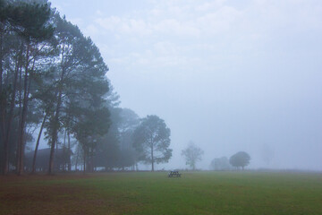 misty morning in the park