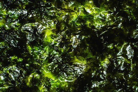Seaweed leaf