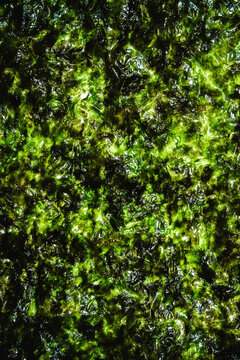 Seaweed leaf