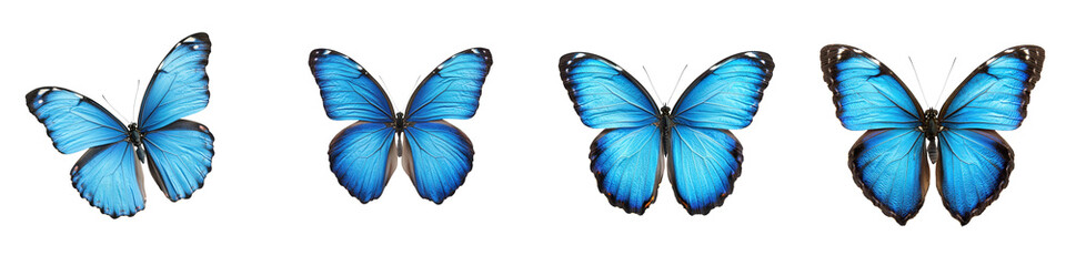 Obraz premium Majestic blue butterflies fluttering and soaring through the air spreading their vibrant and delicate wings in a captivating display of natural beauty and grace