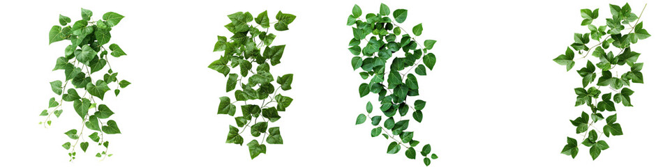 Obraz premium Lush green ivy leaves climbing and growing on a textured natural background creating a vibrant organic and botanical design element
