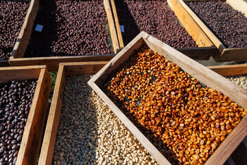 Various stages of coffee processing are displayed in wooden trays under the sun. The image...