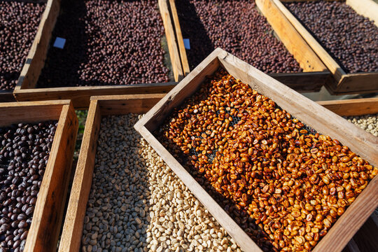 Various stages of coffee processing are displayed in wooden trays under the sun. The image showcases different types of drying methods, including natural, honey, and washed processes for coffee beans.