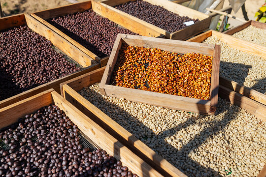 Various stages of coffee processing are displayed in wooden trays under the sun. The image showcases different types of drying methods, including natural, honey, and washed processes for coffee beans.