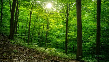 Obraz premium Sunlit lush green forest scene, vibrant foliage, tall trees, dappled sunlight, tranquil woodland path.