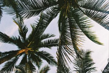 Looking up at a trio of palm trees in Miami Beach, Florida
