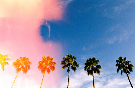 Row of palm trees against blue sky with light leak