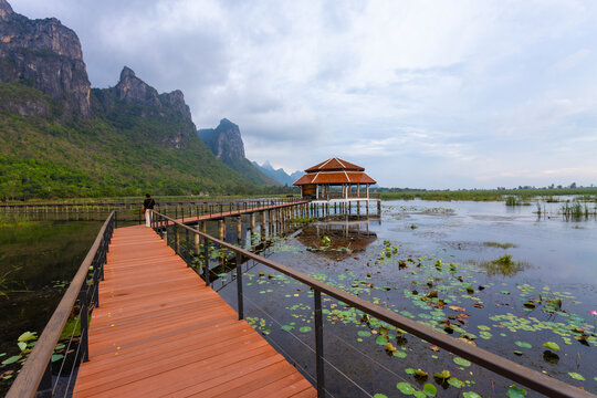 Lotus pond in Thung Sam Roi Yot is part of Khao Sam Roi Yot National Park and is a wetland area with a wide, naturally occurring lowland with water all year round. It is located in Pran Buri District,