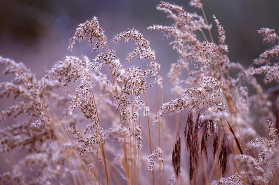 Closeup wheat seedheads and grass seedhead Palouse Prairie Washington