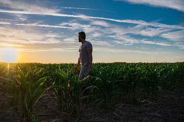 A farmer standing in a cornfield at sunset. Man harvesting corn on a farm. A farmer working in the field during harvest season. Corn harvest in the countryside. A man on corn field on a farm.