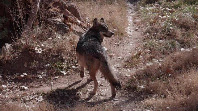 Mexican Wolf Running in New Mexico