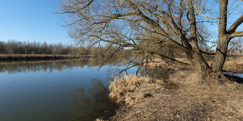 Spring walk through the forest, beautiful panorama.
