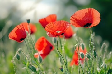 Obraz premium Vibrant Red Poppies Dancing Gently in the Warm Summer Breeze Amidst a Lush Green Landscape