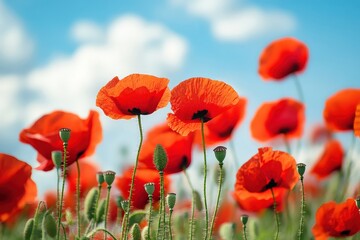 Vibrant Red Poppies Dancing Gently in the Warm Summer Breeze Amidst a Lush Green Landscape