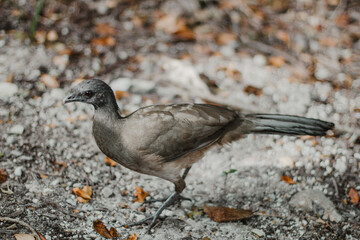 A close-up of a brown bird standing on rocky ground with scattered leaves. The bird has a sleek body, dark beady eyes, and a slightly curved beak, blending seamlessly with the earthy surroundings.