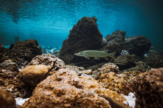 pike in clear river