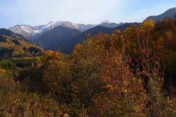 Obraz premium A mountainous area with various trees and fir trees. Akbulak Gorge. Autumn. Yellow leaves.