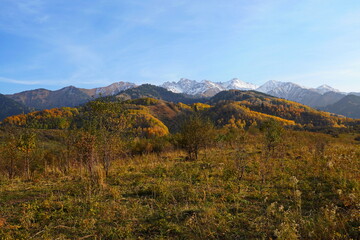 A mountainous area with various trees and fir trees. Akbulak Gorge. Autumn. Yellow leaves.