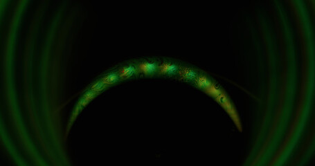 Round lens. Leak light fluid. Liquid ink soap color surface beam green arch on black background. Art prism defocused glowing circle frame.