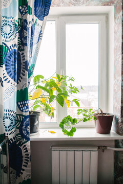Plants in cachepots on the windowsill .