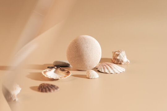 Shells on a beige background