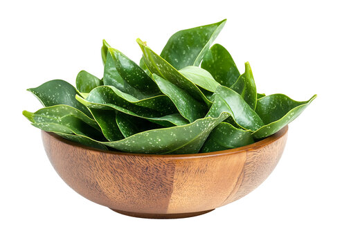 Fresh Katuk green leaves (or Sauropus androgynus , Pucuk Manis) in a wooden bowl isolated on white background ,