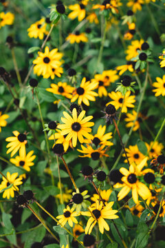 
yellow flowers with yellow pellets
