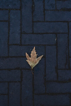 dry leaf in the middle of the image with a background of dark and wet 