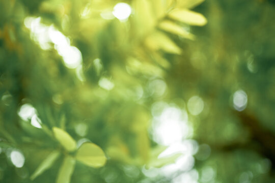 
green leaf with forest around
