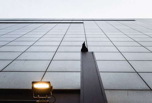 A raven sits on a building.