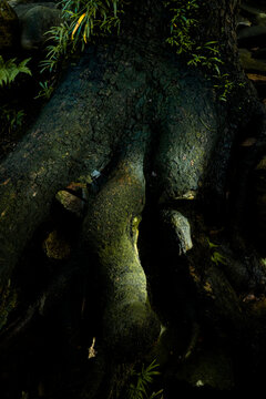 The burnt bark of a tree in a park.