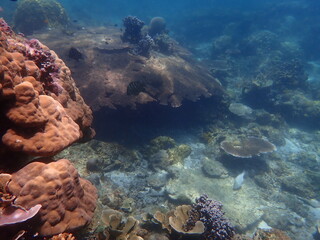 Coral found at coral reef area at Redang Island 