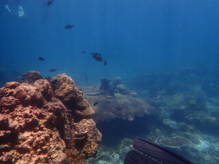 Coral found at coral reef area at Redang Island 