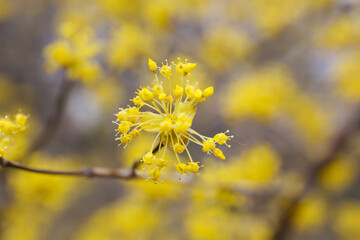 botanical background of blooming Japanese cornel in a park