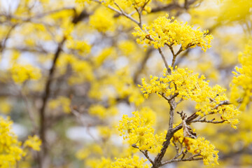 botanical background of blooming Japanese cornel in a park