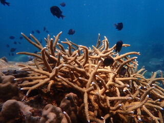 Coral found at coral reef area at Redang Island 
