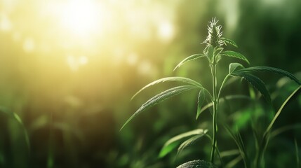 Fototapeta premium Cannabis plant in full bloom with vibrant green leaves growing in a lush grass setting in natural sunshine