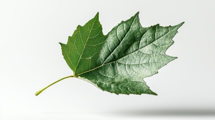 Fototapeta premium Delicate green leaf floating in air nature scene clean purity minimalist background concept of serenity