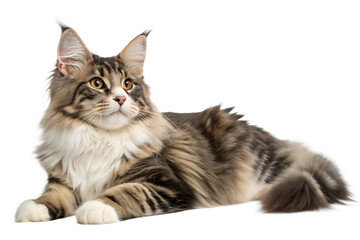 Norwegian Forest Cat Lying at White Background. Norwegian Forest Cat Portrait Isolated on White. 