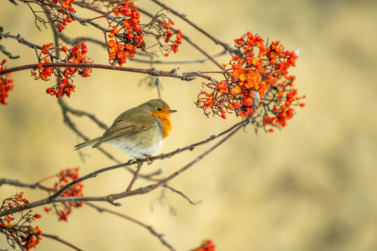 Robin Feeding on Rowan Berries in Winter