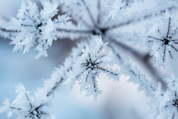 Ice covered cow parsley