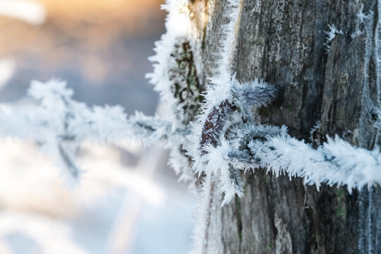 Frost covered fence