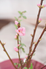 Obraz premium Cherry blossom with bright background. sign of spring.