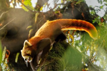 Red Panda