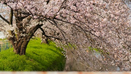 夕暮れに染まる桜の花の背景素材・儚く美しい、夕暮れの桜風景